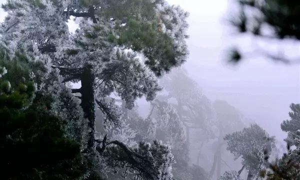 小猫钓鱼正版下载中文版