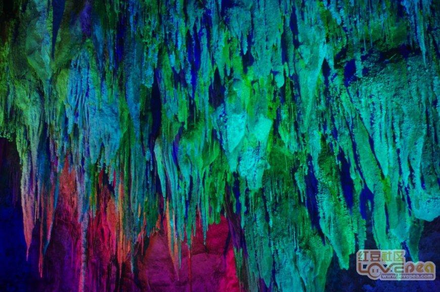 从卵生到胎生用了10万年 解开海洋蜗牛繁殖进化的基因之谜