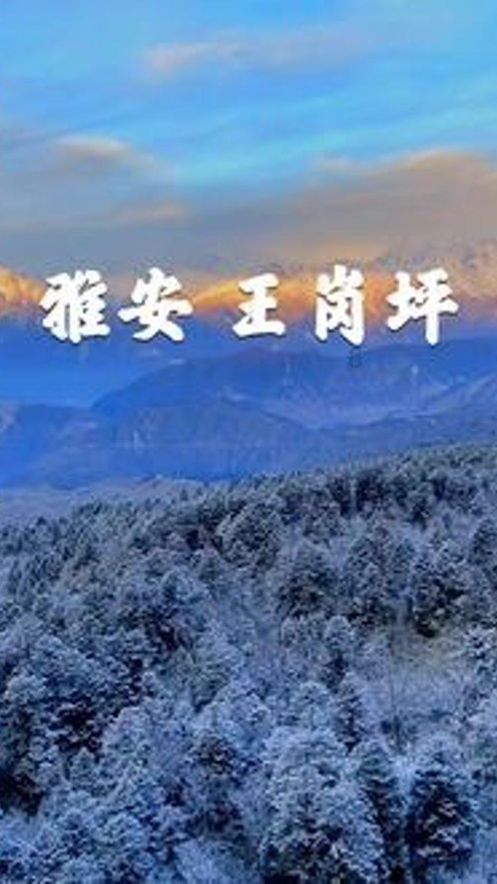 创作猫