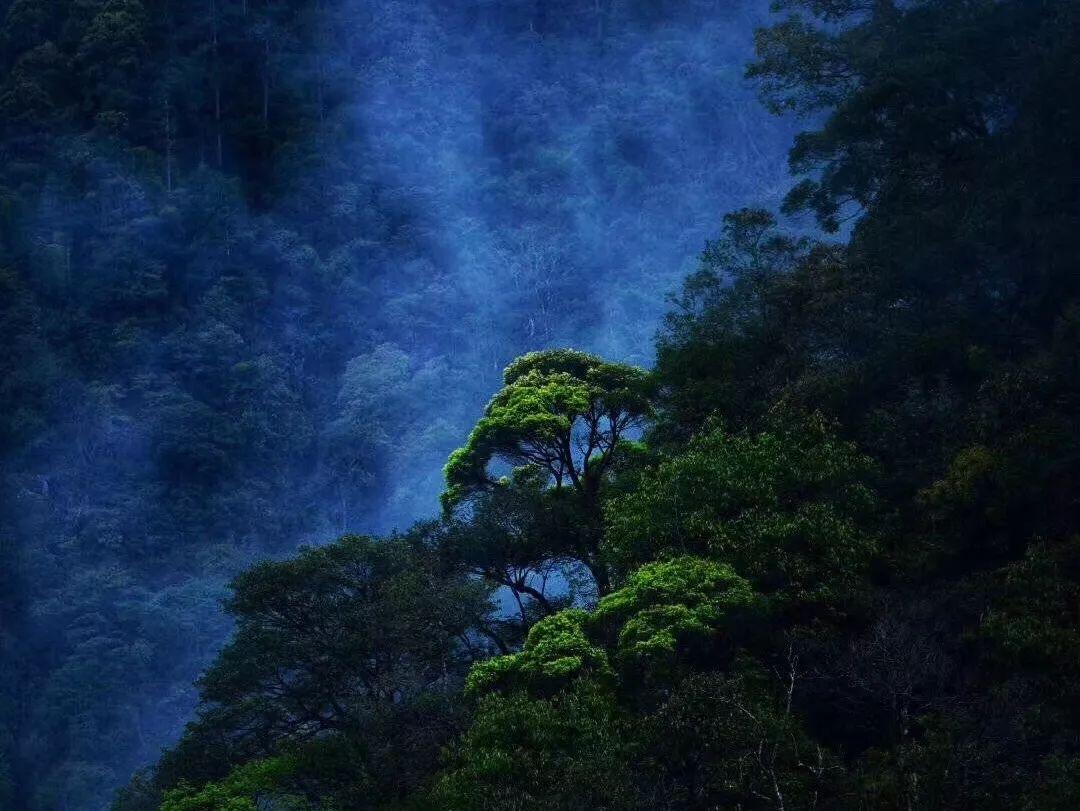 牛油果面包