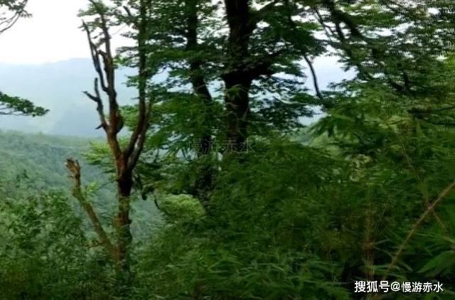 小猫钓鱼开船版最新版下载