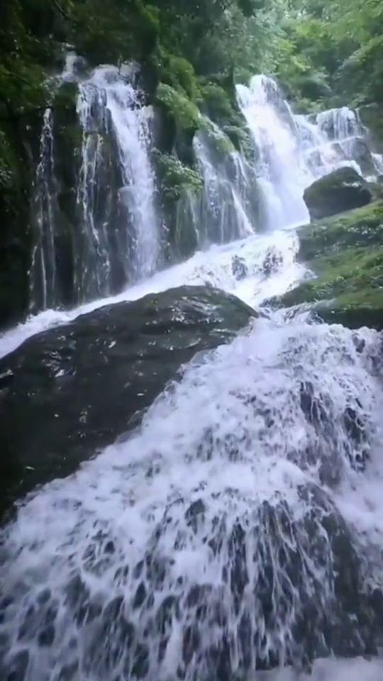 逃离金色蜜蜂森林